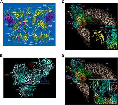 Nonsynonymous amino acid changes in the α-chain of complement component 5 influence longitudinal susceptibility to Plasmodium falciparum infections and severe malarial anemia in kenyan children